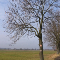 czatkowice-drzewo.jpg