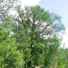 gostyn-drzewo