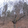 kowalska-gora-drzewo