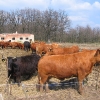 kwietno-kolonia-krowy