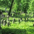 legnica-cmentarz-zydowski-3