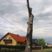 lewkow-drzewo