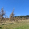 lisia-gora-plantacja-modrzewia