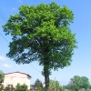 mizerow-drzewo