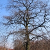 rezerwat-dabrowa-drzewo