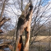 rezerwat-lezczok-drzewo-4