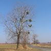 swiete-drzewo-2