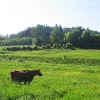 zdanow-widok-krowa
